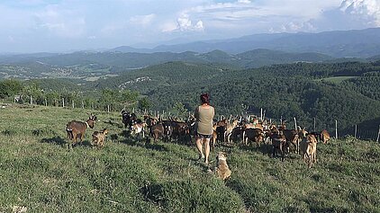 Une bergère et son chien couché à ses pieds tourne le dos à la caméra, face à elle son troupeau de chèvres qui pâture dans la vallée d'Ariège
