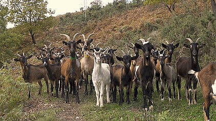 Sur un chemin vallonné et broussailleux, un troupeau de chèvres de différentes tailles et couleurs se tient arrêté face à l'objectif de la caméra. Elles semblent intriguées et curieuses.